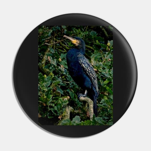 OAKEY COKEY CORMORANT Pin by dumbodancer