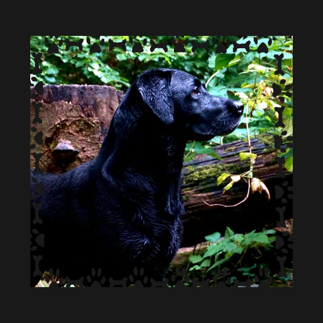 Black Labrador by Nicole Gath Photography