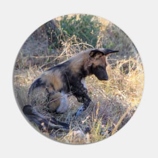 Wild dog sitting with its pack Pin