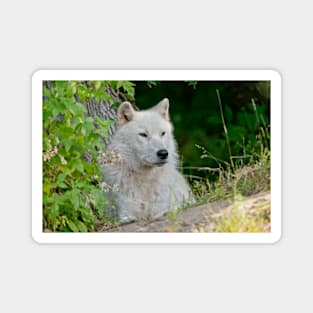 Arctic Wolf Magnet