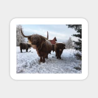 Scottish Highland Cattle Cow and Calf 1873 Magnet