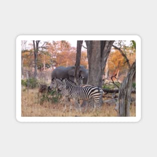 Zebras and Elephants together in Moremi Game Reserve, Botswana, Africa Magnet