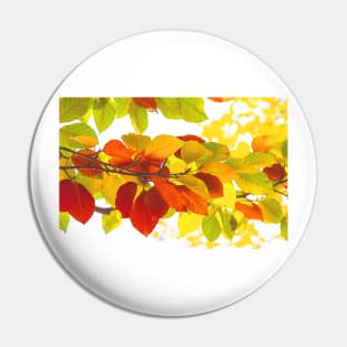 Colourful leaves on a white background Pin