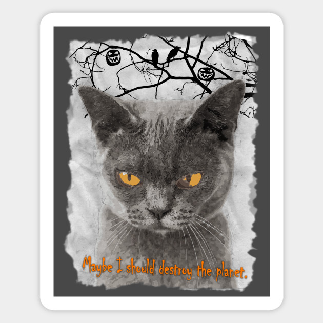 Random Cat Thoughts Cat Themed Sticker Teepublic