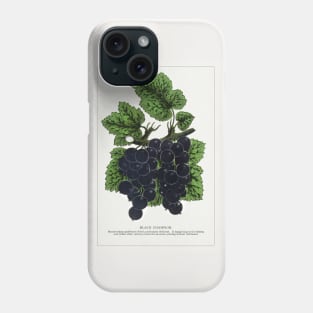 Black Champion Currants Lithograph (1900) Phone Case