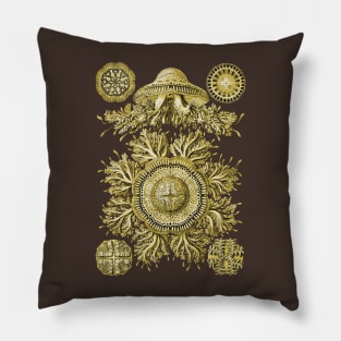 Ernst Haeckel Discomedusae Jellyfish Plate 28 Golden Pillow