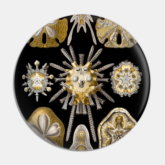 Sand Dollars Echinidea by Ernst Haeckel Pin by MasterpieceCafe