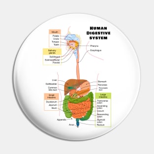 Diagram of the Human Digestive System Pin