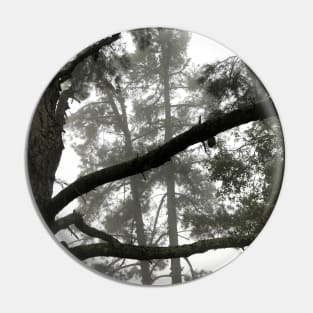 Foggy Woods - Grey Morning Fog in a Redwood Forest - Black and White Trees Pin