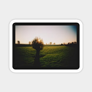 Film photo of a lone tree standing in a green field of grass; the sun has begun to set Magnet