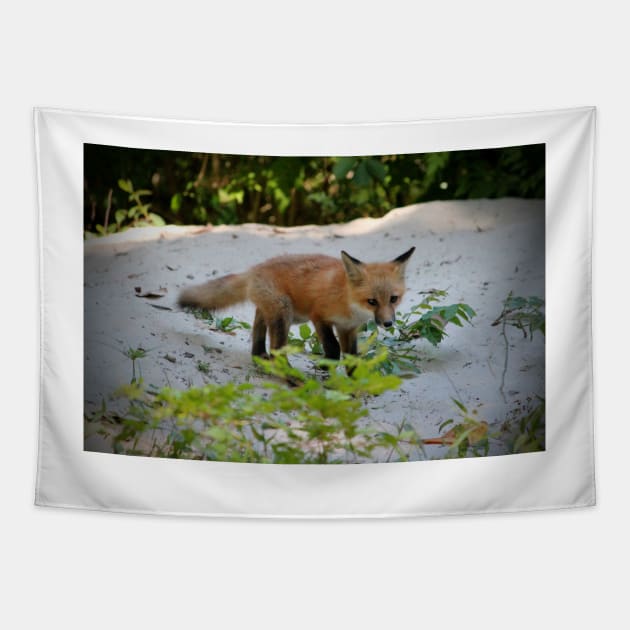 Adorable Fox Cub Tapestry by Cynthia48