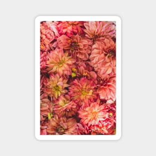 Dahlia Flowers Magnet