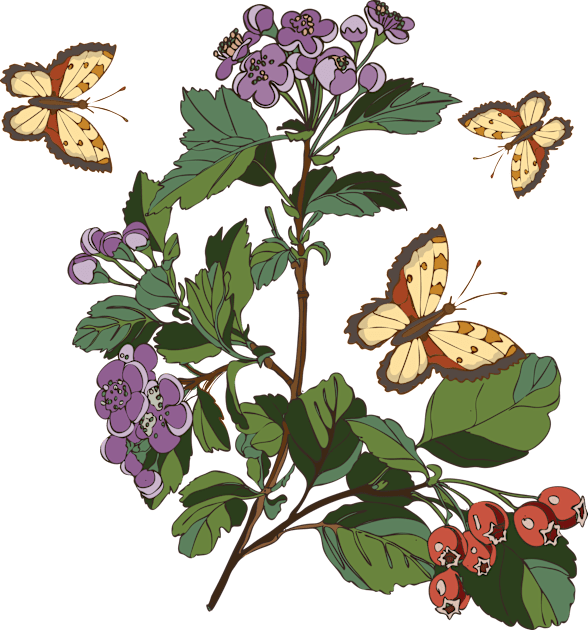 botanical illustration of a plant with berries and a butterfly Kids T-Shirt by EEVLADA