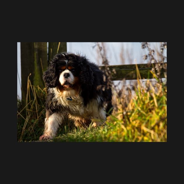 Cavalier King Charles Spaniel out walking by Violaman