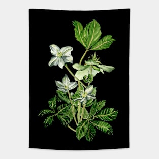 Helleborus niger Tapestry