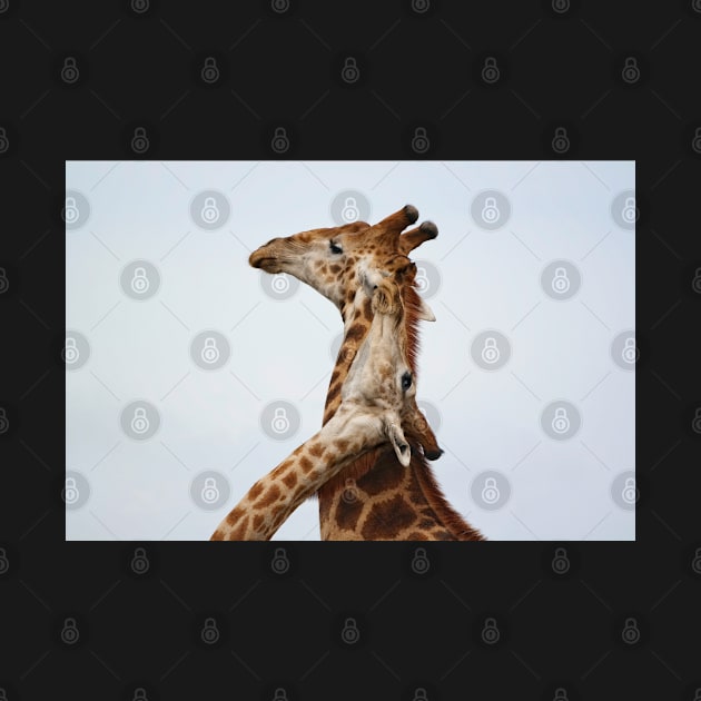 Southern Giraffe (Giraffa giraffa) by Ludwig Wagner