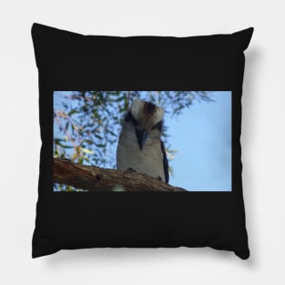 Cute Kookaburra Pillow