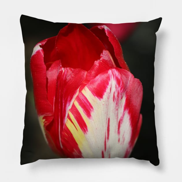 eine Tulpe rot und weiss Pillow by OVP Art&Design