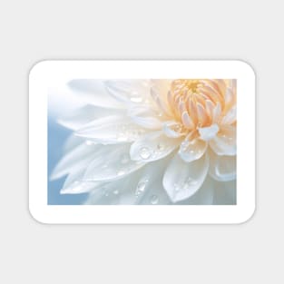 Chrysanthemum Flower Petal Nature Serene Magnet