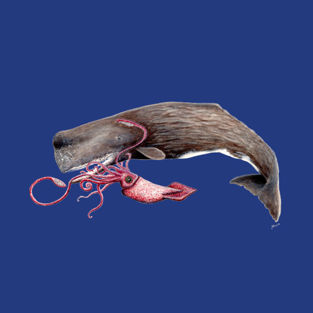 Squid against sperm whale