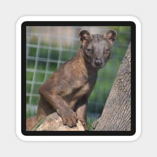 Fossa Magnet