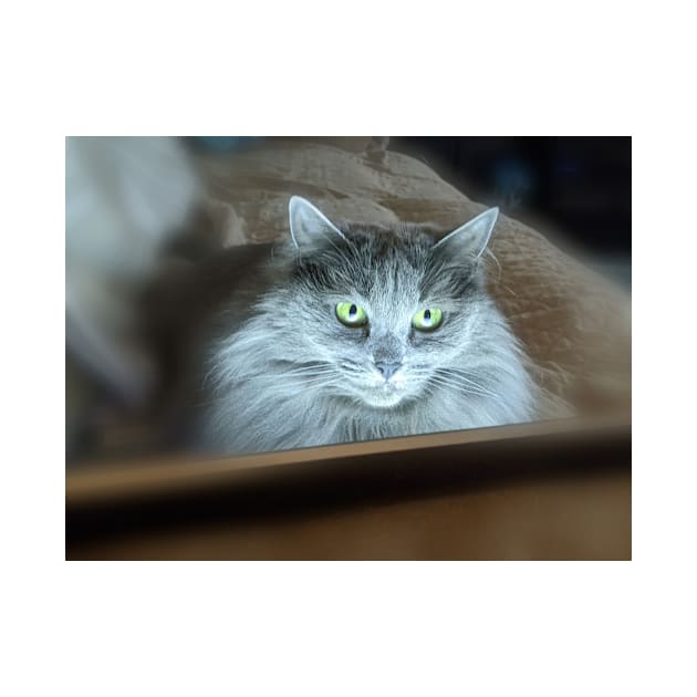 Green eyed cat online funny by PandLCreations