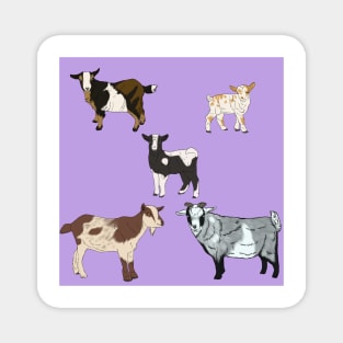 Purple Nigerian Dwarf Goats Pattern Magnet