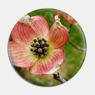 Lispe Pink Dogwood Flower Pin