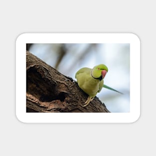 Rose-ringed Parakeet 04 Magnet