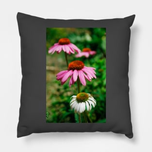 Echinacea Purpurea Pillow