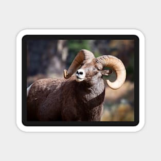 Bighorn Sheep Magnet