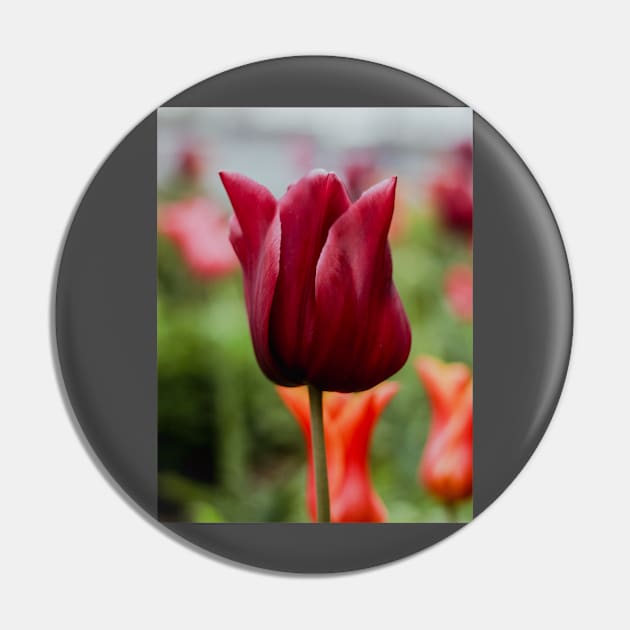 AMSTERDAM Tulip | Unique Beautiful Travelling Home Decor | Phone Cases Stickers Wall Prints | Scottish Travel Photographer  | ZOE DARGUE PHOTOGRAPHY | Glasgow Travel Photographer Pin by zohams