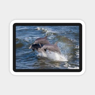 Dolphin Trio Magnet