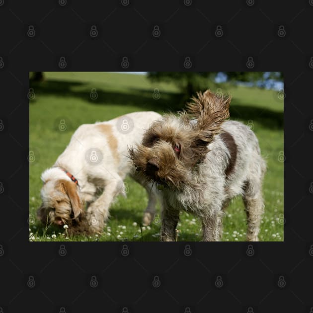 Head Shake Spinone by heidiannemorris