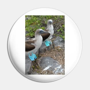 Though we be blue-footed Pin