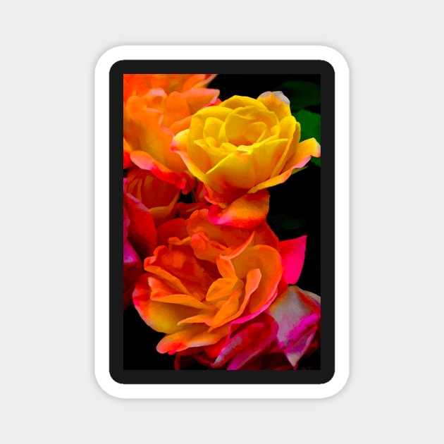 Rose 276 Magnet by secretgardener