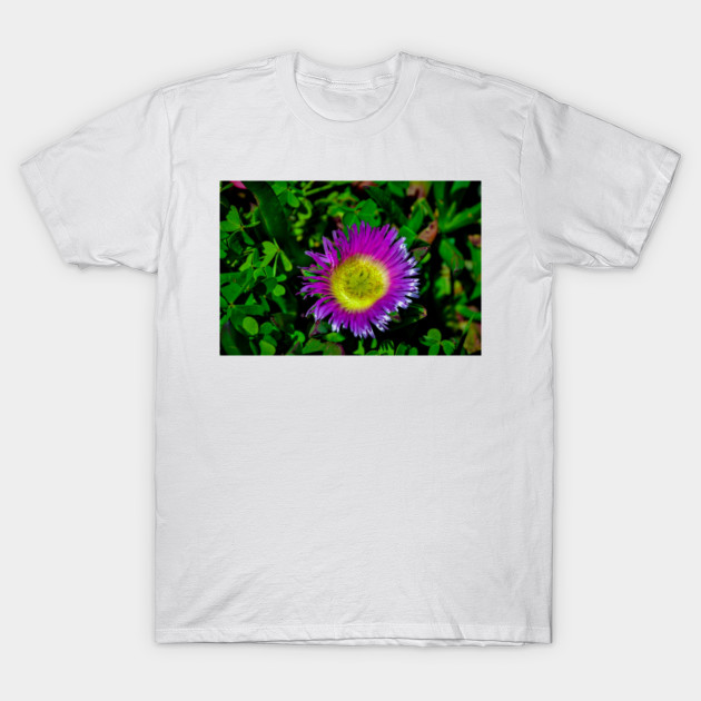 Hottentot Fig Flower T Shirt Teepublic