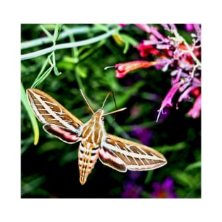 Hummingbird Moth T-Shirt