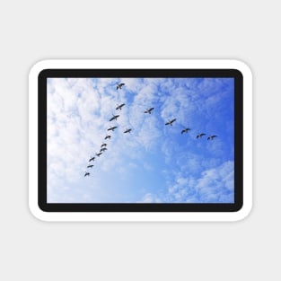 Geese in V formation Magnet