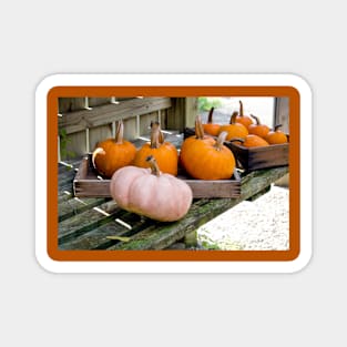 Halloween pumpkins in the potting shed Magnet