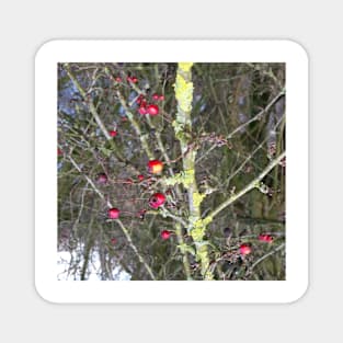 Red berries Magnet