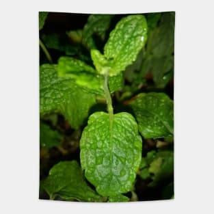 Mint plant leaves Tapestry