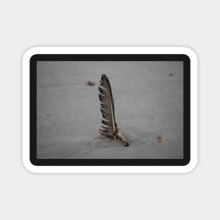 Feather stuck in the sand Magnet