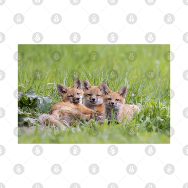 Red fox kit triplets by Jim Cumming