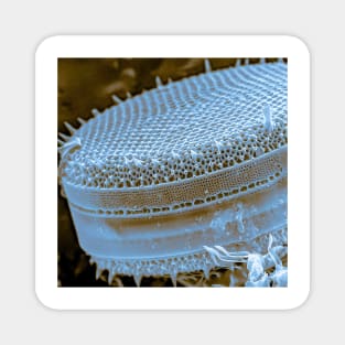 Diatom - Thalassiosira (SEM) Magnet