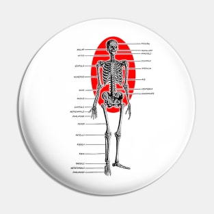 Skeleton Anatomy Identifiable Bones Pin