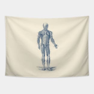 Human Muscle System - Vintage Anatomy Print Tapestry