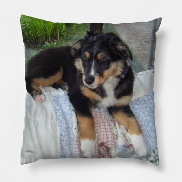 australian shepherd black tri puppy Pillow by Wanderingangel