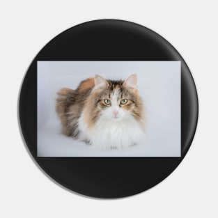 Long Hair tortoiseshell cat Pin