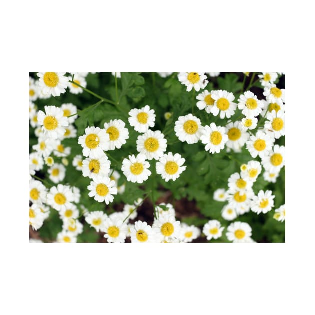 chamomile flowers by pinkal